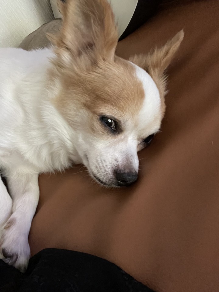 写メ
