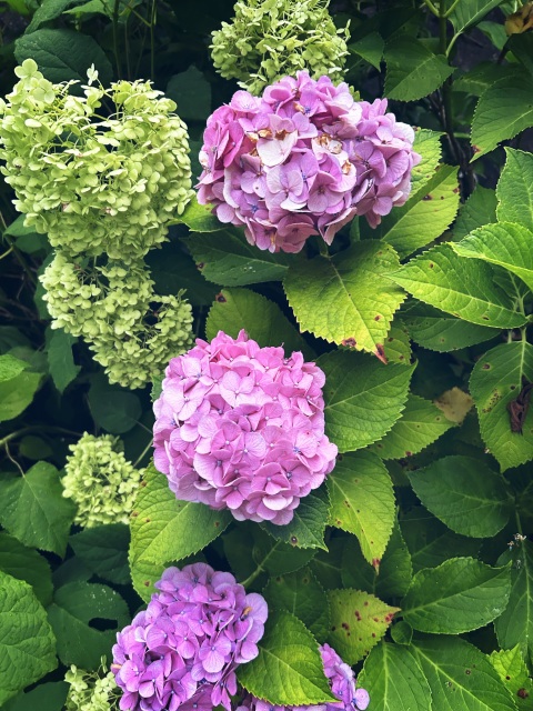 写メ